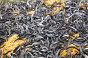 国産うなぎの養殖から加工までを紹介　「無投薬・オーガニック」を掲げる参考動画に海外も関心