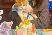 【櫻坂46】ゆっかーの愛猫トム、豪勢なお誕生日会の様子がこちらw