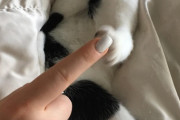 【ねこ画像】ねことゆびつんつん、シャムにゃん、あくびねこ ほか【再】