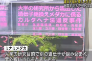 東工大から流出した「赤く光るメダカ」を販売した男をカルタヘナ法違反で逮捕