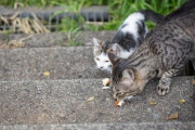 マンション近辺にいる野良猫にこっそり餌をあげてるのが嫁にバレた　魚肉ソーセージをあげないでと発狂され離婚になりそう