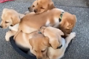 可愛さギュウギュウ詰め！どうしても一緒にタライに入りたがるゴールデンレトリバーの子犬たち！