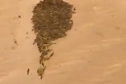 【中国へ向かって進軍】数千億匹のイナゴ軍、ウイグルの砂漠を走破するため蜂矢の陣を採用