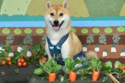 【画像】柴犬のお蕎麦屋さんが開店しました！←わんこそばが食べたくなりますwww