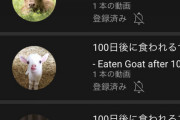 『100日後に食われるブタ』遂にニュースで取り上げられ登録者1万人突破してしまうｗｗｗｗｗｗ