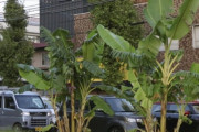 【福岡】市道分離帯に無許可バナナ　市が伐採求める