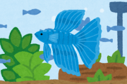 観賞魚の『ベタ』を飼いたいんだけど、初期投資どれくらい？