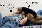 猫の前で犬（ぬいぐるみ）に襲われているふりをした飼い主。さあ、猫はどうする？