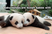 パンダの赤ちゃんはどうしてこうも可愛いのか、中国のパンダ研究所が徹底解説