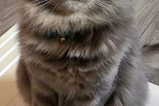 【ねこGIF】ワンコのベッドを占拠した貫禄たっぷりの猫さん…おや？意外と甘えん坊でしたwww