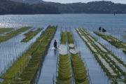 【速報】海苔の単価、21年度比８割増「各社こっそり韓国海苔を導入」気付いてた？