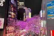 韓国人「これが本土の感性ですか？」韓国人が渋谷の桜を撮影した画像をご覧ください→「美しい‥」　韓国の反応