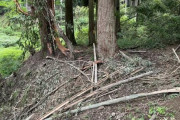 【兵庫】罠にかかったクマに襲われ全身から出血…男性は頭など噛まれ重傷　罠は踏むと巻き付く「ワイヤー式」現場周辺は竹が散乱