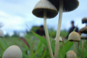 マジックマッシュルームに脳神経結合を再生する効果が判明