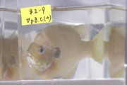 【朗報】ゲノム編集で遺伝子操作！外来魚「ブルーギル」駆除に可能性も！！