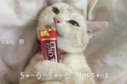 猫ってチャオチュール食べるの？