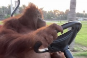【動画】ゴルフカートを完璧に操れるオランウータンｗｗｗｗｗ