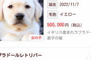 【画像あり】一体50万もするラブラドールがこれ