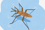 【新種】びわ湖で新種の昆虫発見　ビワコナガレカタビロアメンボ(２㍉)  　びわ湖の固有種か