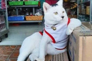 海外の商店にいる猫、あまりにもみんな自由すぎるｗｗｗｗｗ