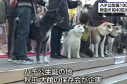 約40匹の秋田犬、渋谷を散歩。