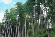 大昔に杉を大量に植えたやつwwwwwwwwwwwwwwwwwwwwwwwwwwwwwwwwwwwww