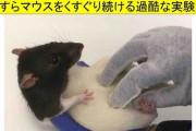 マウスもくすぐられると「楽しくなって笑い声」をあげる　動物の”感情を測定する”実験により判明