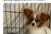 【画像】飼い主「結婚するからワンコとニャンコ手放します！」(施設にﾎﾟｲｯ→批判殺到ｗｗｗｗ