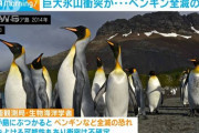 【南大西洋】富山県と同じ大きさの巨大氷山、サウスジョージア島に衝突の可能性　ペンギン等全滅の恐れ