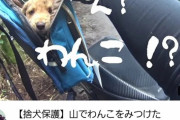 【画像】『捨て犬』を拾ったバイク系YouTuber、一気に大人気YouTuberに早変わりするｗｗｗｗ