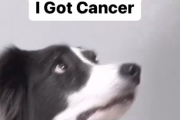 【動画】飼い主が癌にかかってる事を知ったボーダーコリーの反応がこちら‥‥