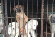 【悲報】韓国人「韓国人が犬を年間約39万匹食べていた事が判明‥」犬肉店1666ヵ所、食用犬50万匹　韓国の反応