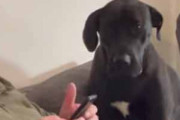 【イヌ】 お父さんはずっとスマホをいじっていた。ねぇねぇ！ → 犬は何度もこうします…