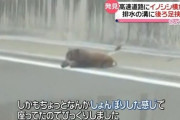 【イノシシ】高速道路でわなにハマった全てを諦めた表情が哀愁を誘うｗ