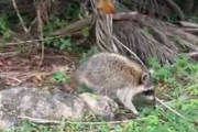１匹のアライグマが道端にいた。食べ物を少しだけあげてみた → ファッ！？…