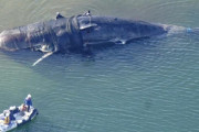 【謎】大阪湾に迷い込んだクジラの死骸の処理費、当初3000万円だったのが最終的に8000万円に