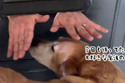 郵便受けから出てくる魔法の手を毎日待ち焦がれる犬。ドア越しのワンダフルな交流