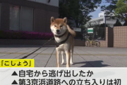 自宅から逃げ出した柴犬「こしょう」、第三京浜 玉川料金所近くで保護される