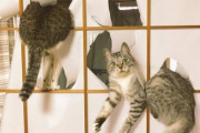 【ねこ画像】容赦ないねこ、ねこのかまえ ほか【再】