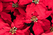 ポインセチアの花言葉は「歯間ブラシの使い方」
