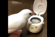 【話題】炊飯器からムシャムシャ直食い！　白文鳥の食べっぷりに「どっちも可愛い」