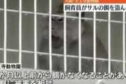 【悲報】サルの飼育員さん、サルの上前をはねてしまうｗｗｗｗｗｗｗｗｗ