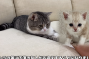 【痛恨】もちまる日記さん、子猫の追加に失敗してしまう