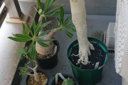 【朗報】我が家のベランダ植物園が絶好調ｗｗｗｗｗｗｗｗｗｗｗｗｗｗｗｗｗｗｗｗｗｗｗｗｗｗｗｗｗｗｗｗｗｗｗｗｗｗｗｗｗｗｗ