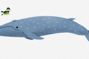 【朗報】地球史上最大の生物、シロナガスクジラだった