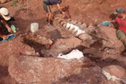 巨大恐竜の化石発掘、最大級の陸上生物と推定　アルゼンチン