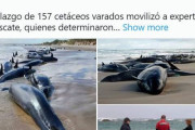 【前触れ】オーストラリアの海岸に「クジラ157頭」が打ち上げられる！