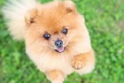 嫁が犬の病気200万かかっても治すって聞かない