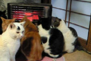 【画像】多頭飼いと暖房