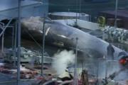 海外「アイスランドは2024年までに捕鯨を廃止するようだ」